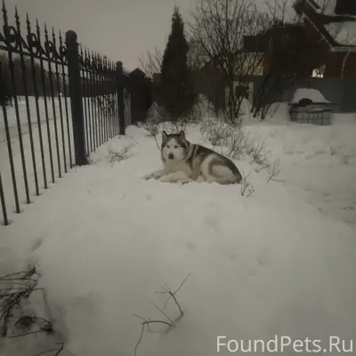 Пропал Хаски Раф, район Дягилева