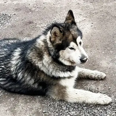 Найдена собака породы маламут, Звенигород