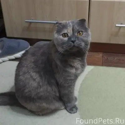 Пропала вислоухая кошка Тося, район улиц Гагарина, Урицкого, Карташова