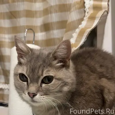 Найдена кошка в Выльгорте