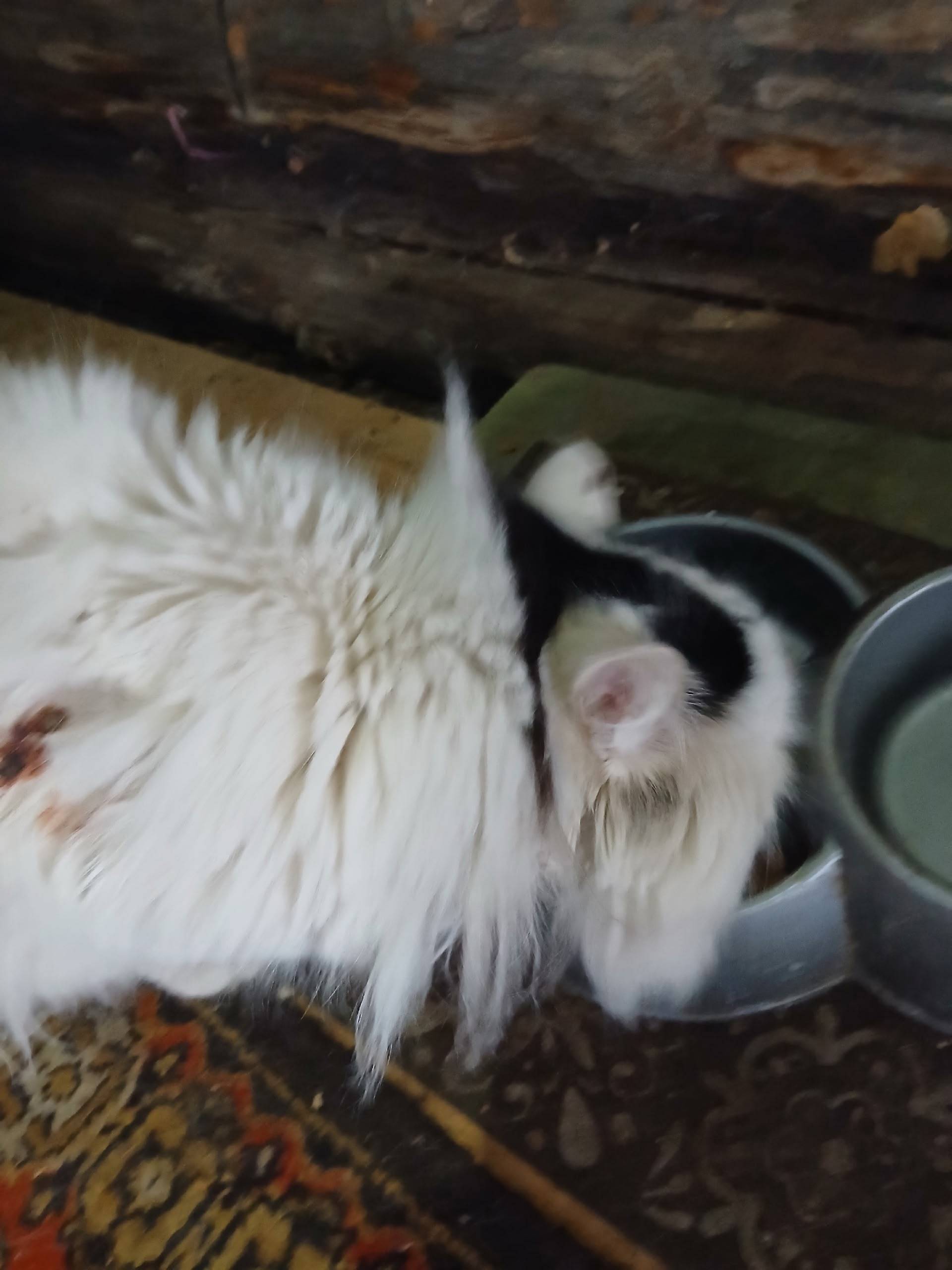 Найден котёнок Зайчик, район р. Гусиновка