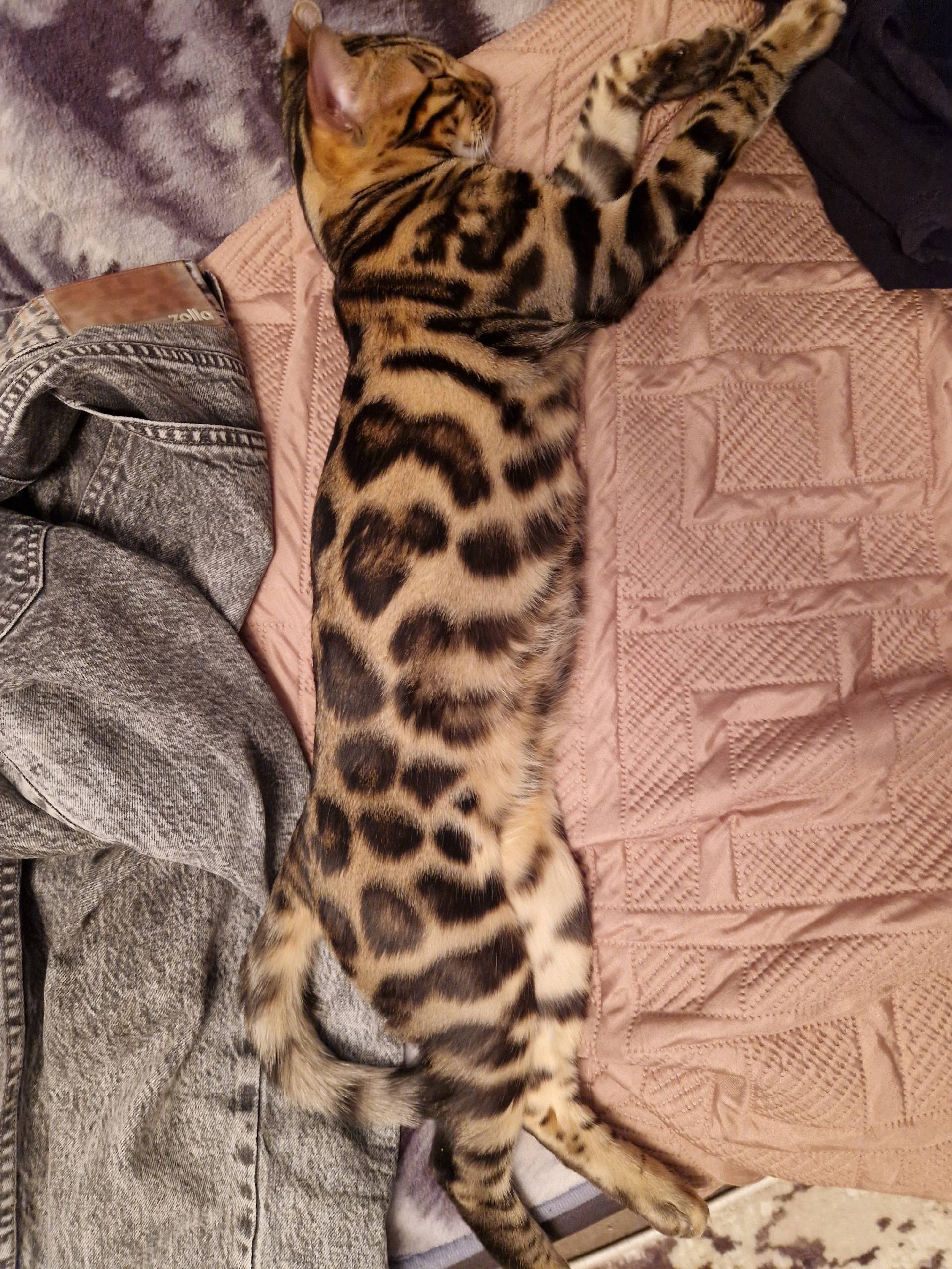 Пропал бенгал Мерс, Ленинский район