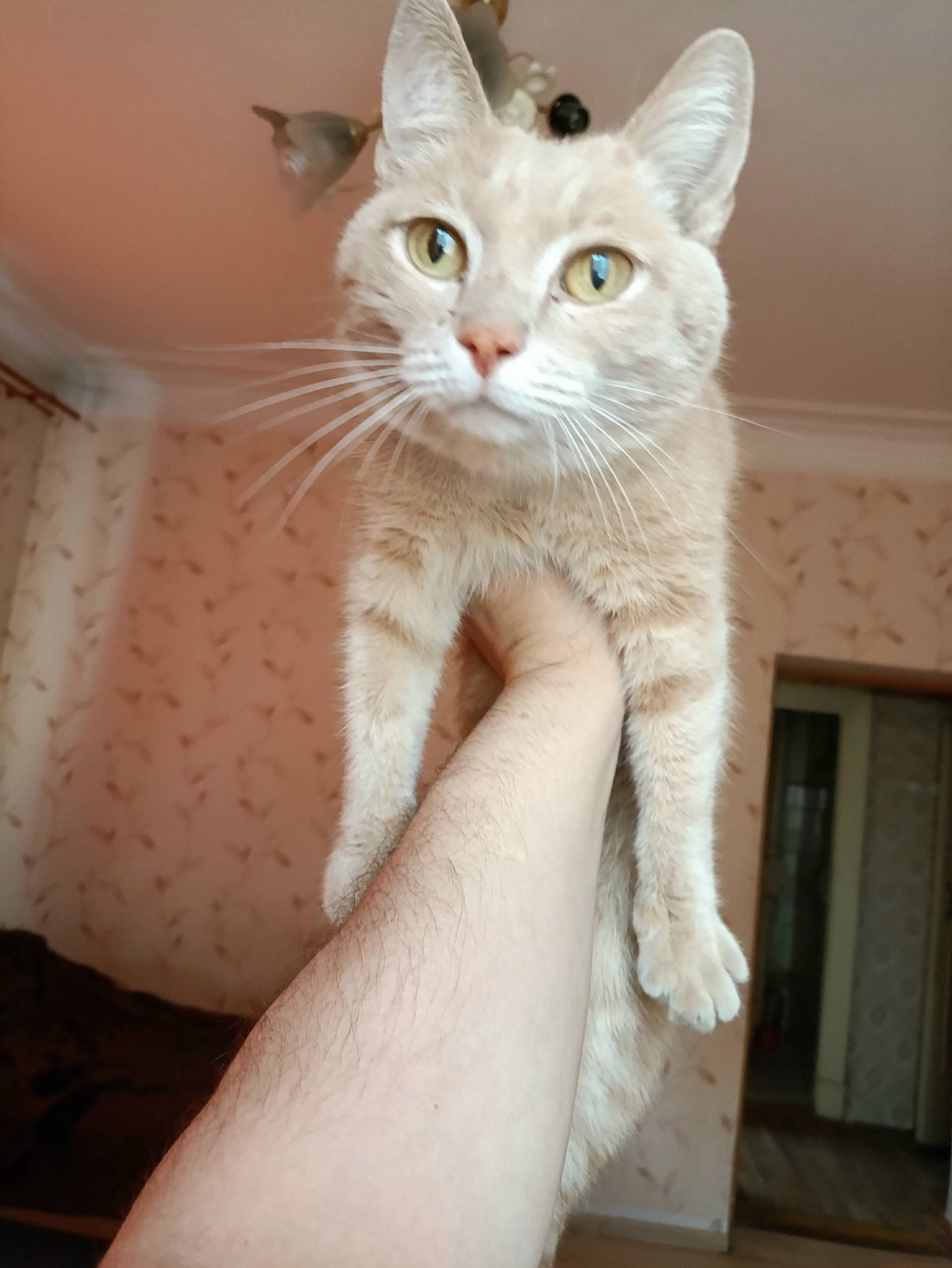 Найден кот, 58 квартал