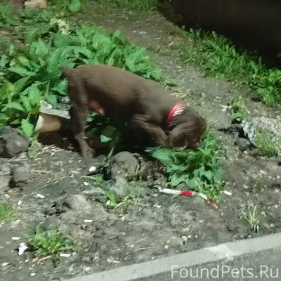 Найден пёс, Новосеверный