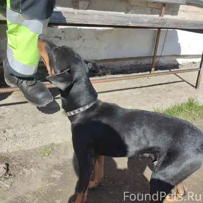 Найден кобель с ошейником, рабочий городок