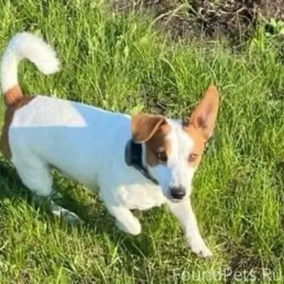 Пропал джек рассел терьер Семён, Симферопольский район