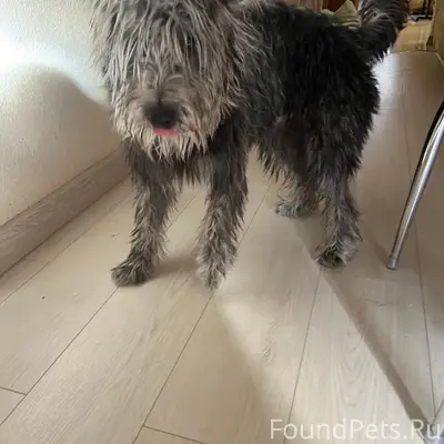 Найден кобель, Есенина (Мещерка)