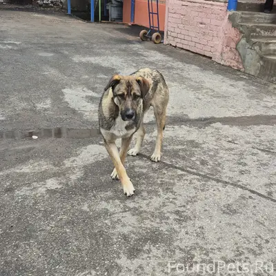 Пропал пёс, центр города
