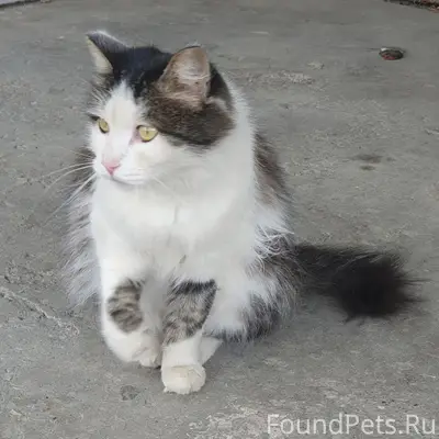 Найден ласковый кот, Миасс, пр. Макеева - 42