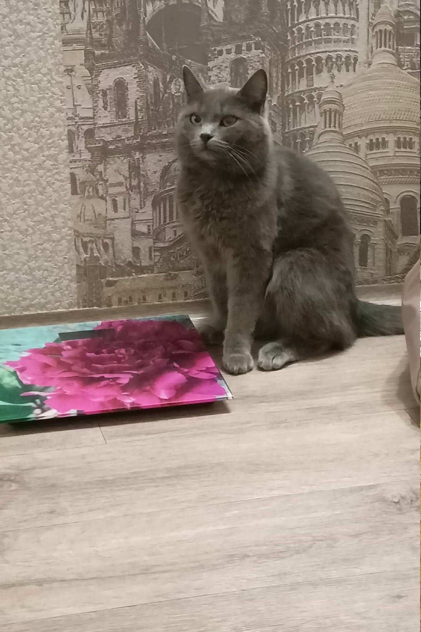 Пропал кот Мурзик, Ленск