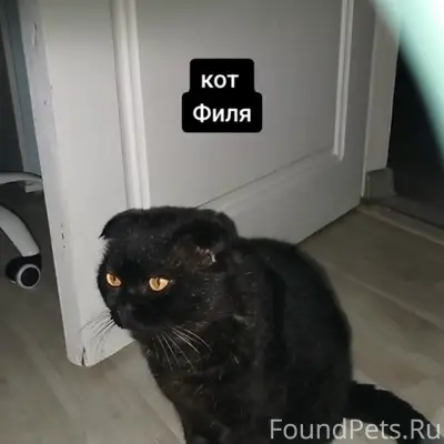 Пропал вислоухий кот Филя, район Рылеева, Урицкого, Ленина