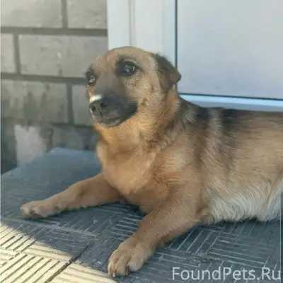 Пропал Рэм, собака