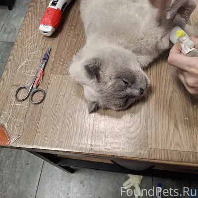 Найден кот, Большая Донская 15