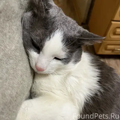 Пропал кот Максик, Закамск