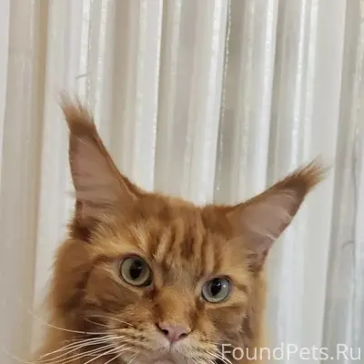 Потерялся кот