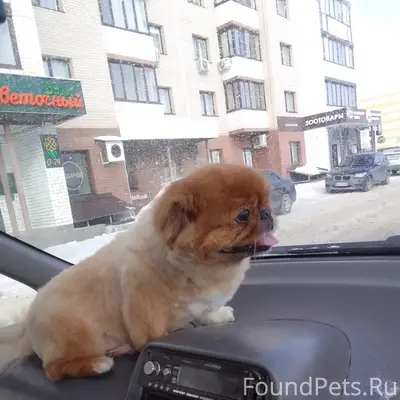 Пропал пекинес Чупа, п. Лебяжье