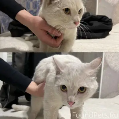 Найден кот, домашний, с ошейником