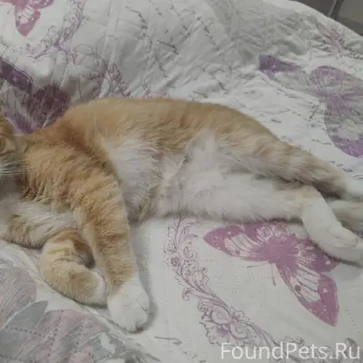 Пропал рыжий кот, Майская горка