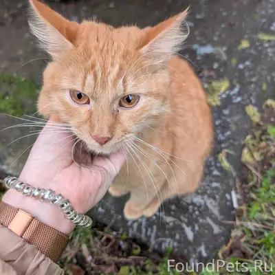 Пропал кот Бусинка