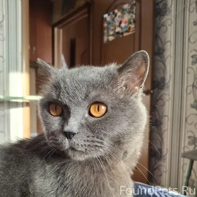 Пропал британец Стёпа, 4й мкр