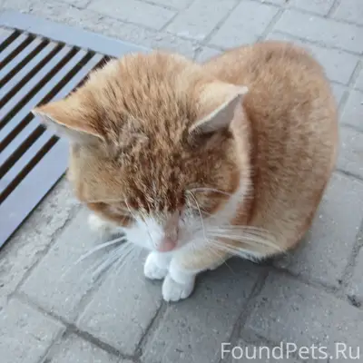 Пропал кот Рыжик, Гатчина