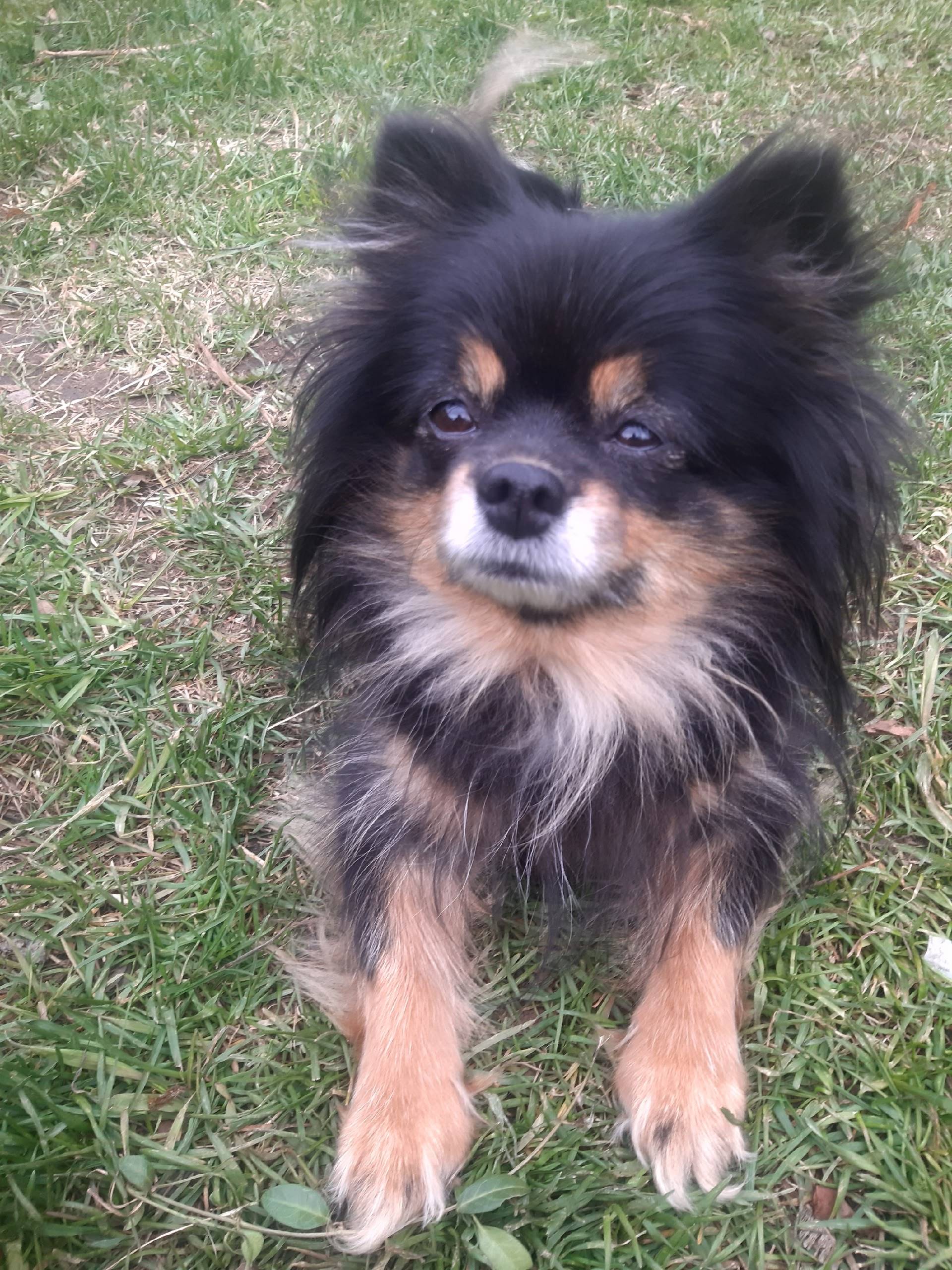 Пропала девочка-шпиц, ул. Жукова