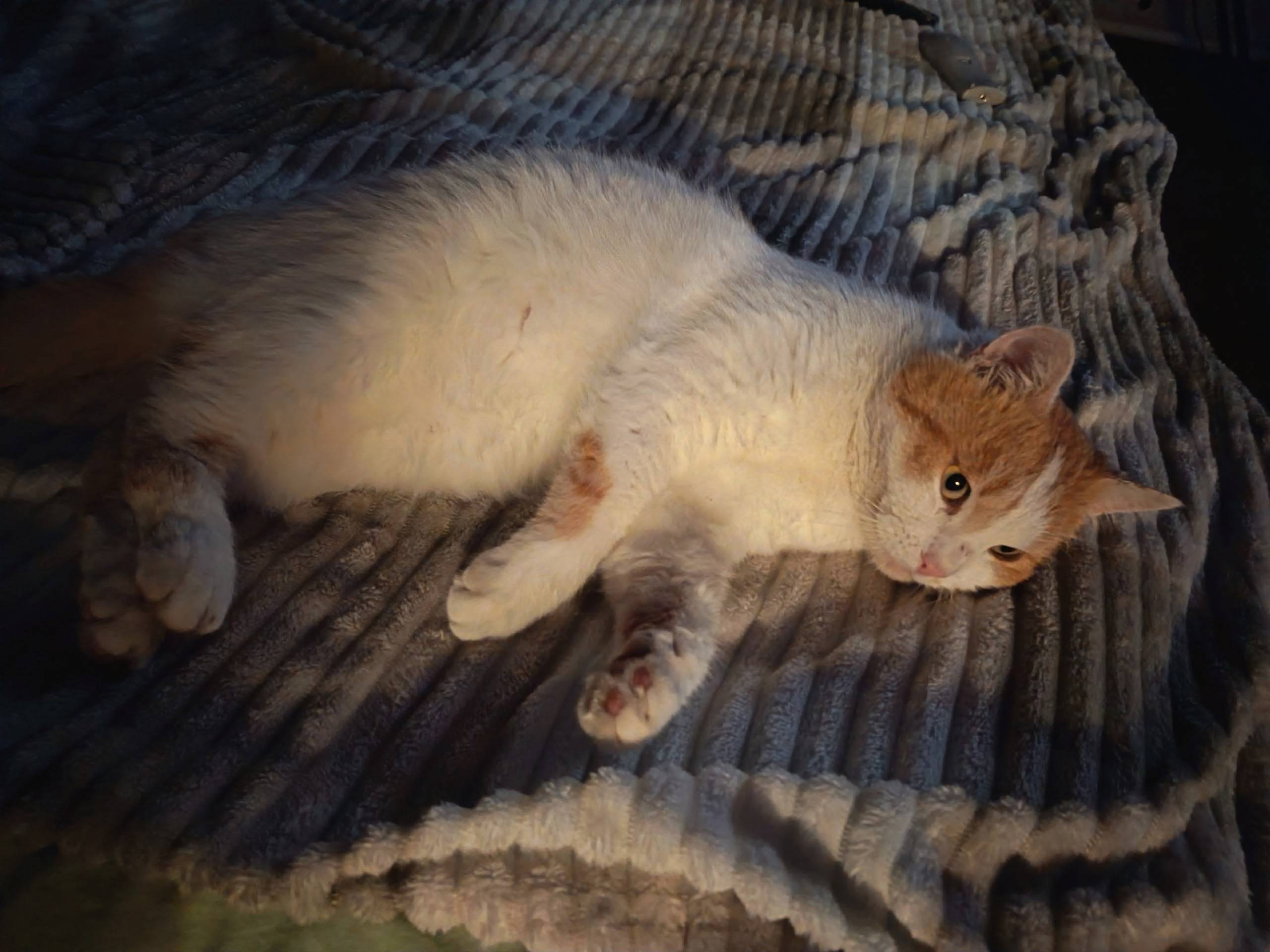 Пропал кот Тимоха, ул. Колхозная