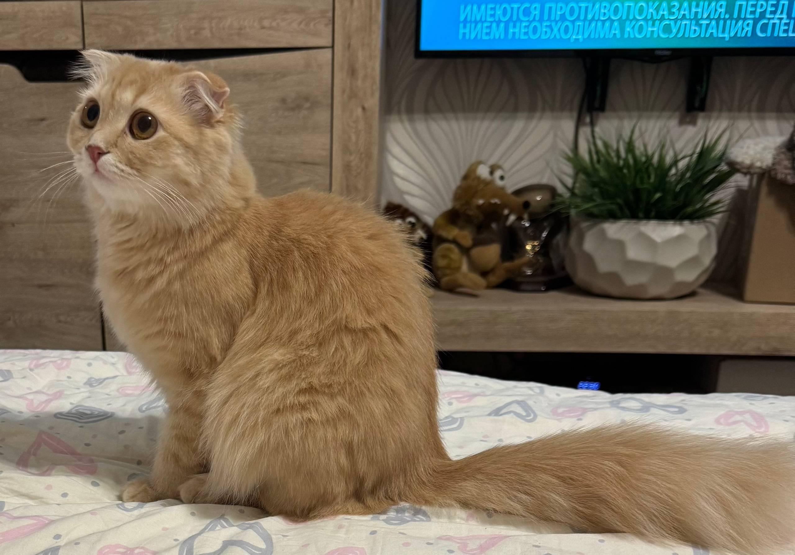 Пропала кошка, район ул Шатохина, ул Московской