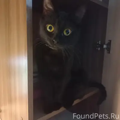 Пропала кошка Ногинск 3-я Малобуньковская