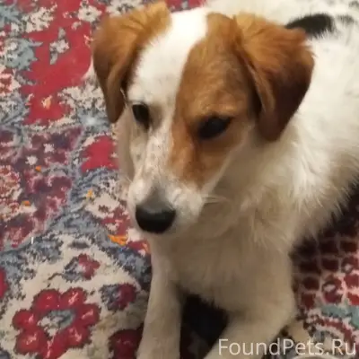 Пропала собака, Воронежская область