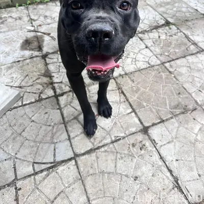 Найден тип собака, Павловский Посад