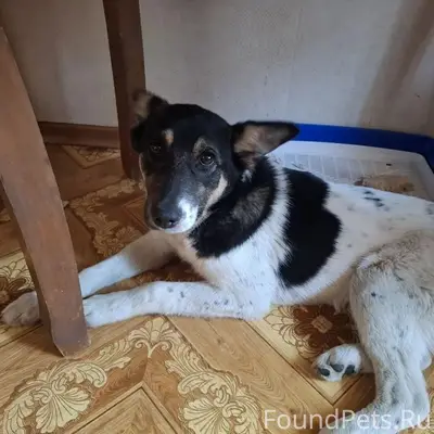 Пропала собака Джессика, белая с чёрными пятнами