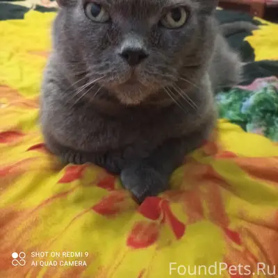 Пропал кот Боня, Красносельский район