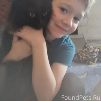 Пропал метис Патрик, район химчистки