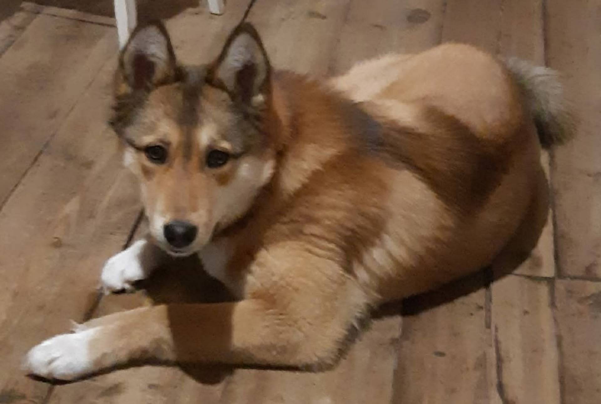 Пропала лайка Айка, д. Пятково (Копачёво)