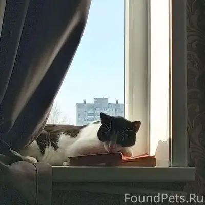 Пропал кот Феликс