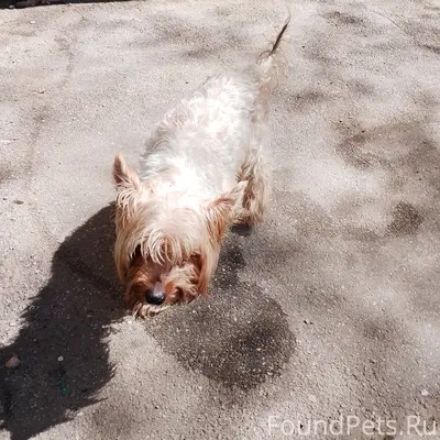 Найден йорк, Запорожская/Дыбенко