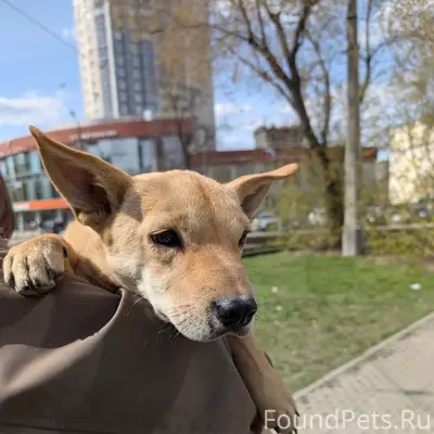 Найден пёс, Уралмаш