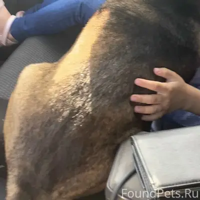 Пропал пёс Малыш, Слободка