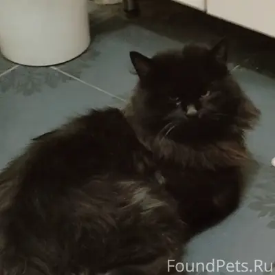 Пропал чёрный кот, район 4 школы