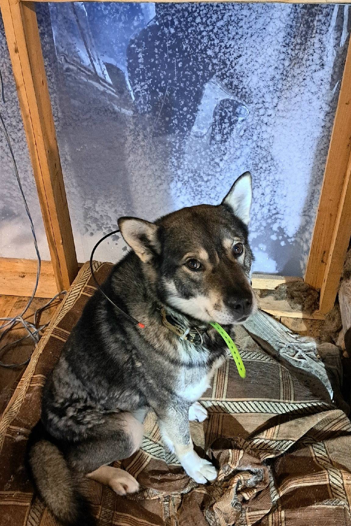 Пропал кобель Шведская лайка Грей, пересечение Южной и Железнодорожной