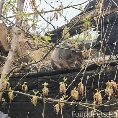 Найден донской сфинкс, около мехколонны 7