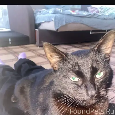 Пропал кот, Набережные