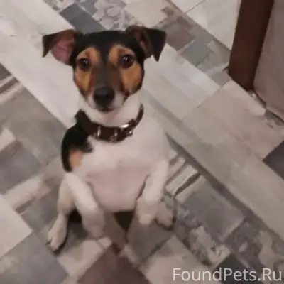 Пропала собака, район магазина «Копеечка»