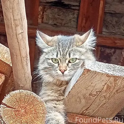 Пропал кот, Уральская