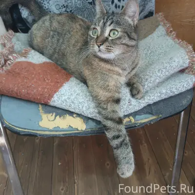 Пропала кошка, Первомайский