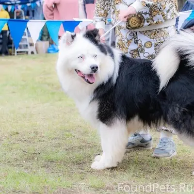 Пропал кобел Якутской лайки, район механизаторов