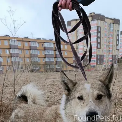 Найден кобель лайки, мкр. Ива