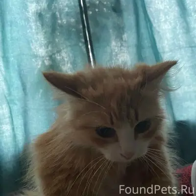 Пропала кошка Буся, район лесной улицы