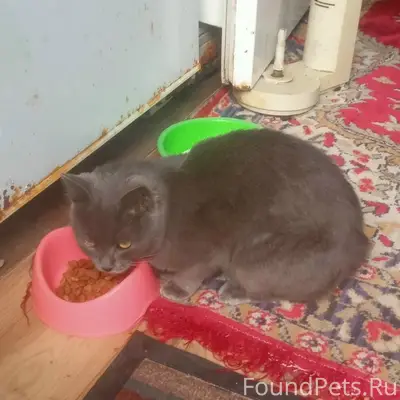 Найден кот, деревня Прусы Солигорского района